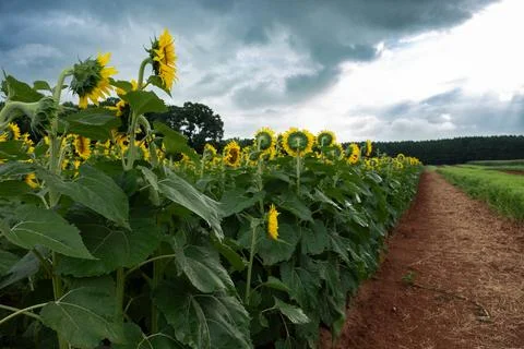 Dramatic storm clouds gather over suflower field Stock Photos