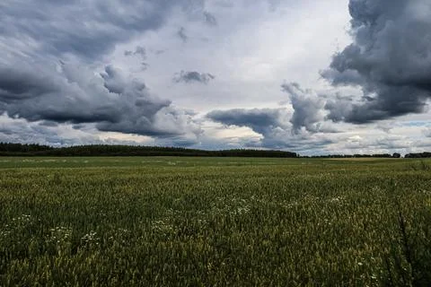 Dramatic storm clouds gather over a vast green wheat field in summer 写真素材