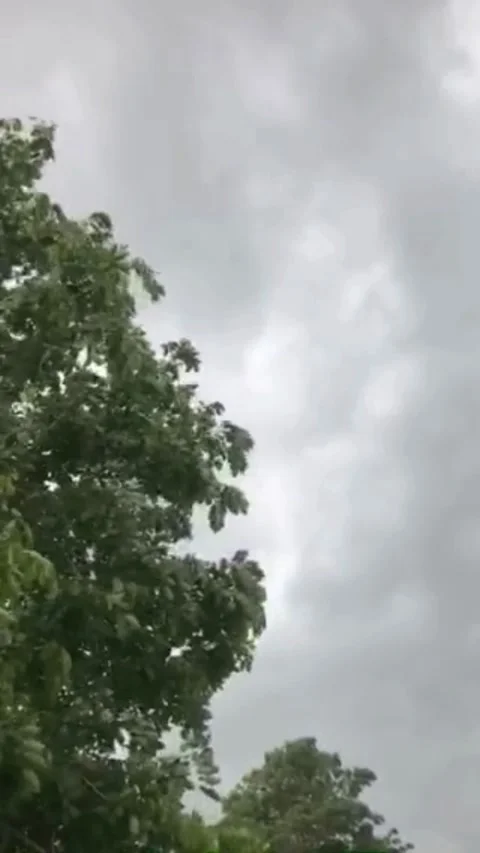 Dramatic Storm Clouds Gathering Over Green Tree Canopy Stock Footage 345298460