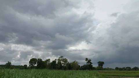 Dramatic storm clouds over a green sugarcane field Stock-Footage 335316865