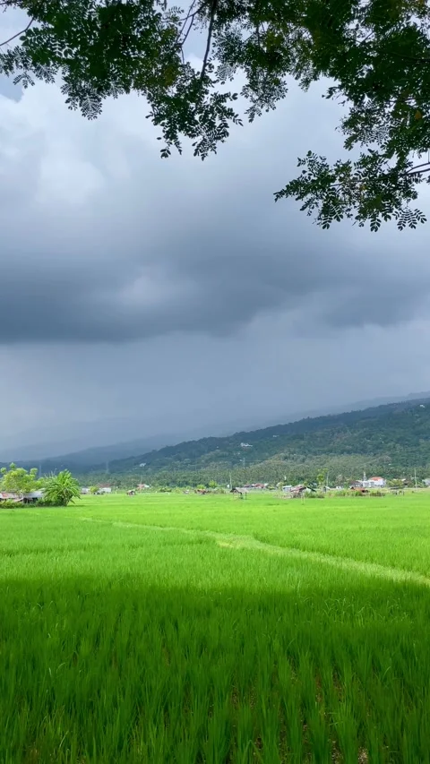 Dramatic Storm Clouds over Green Rice Field Landscape Stock Footage 337453025