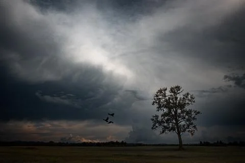 Dramatic Storm Clouds Over a Lone Tree Stock Photos