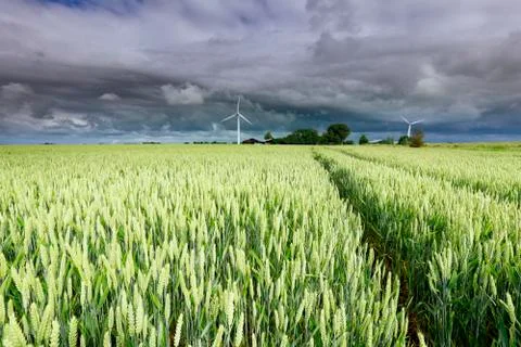 Dramatic storm clouds over wheat field and windmills Stock Photos