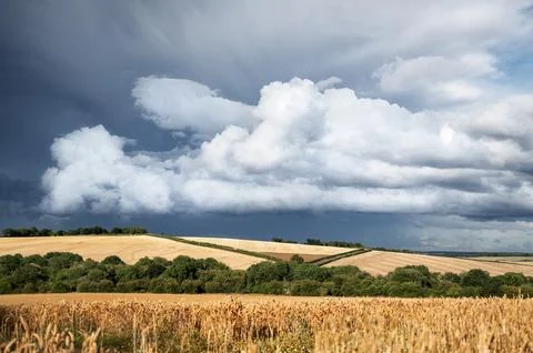 Dramatic storm clouds over wheat field, creating threatening atmosphere in Stock Photos