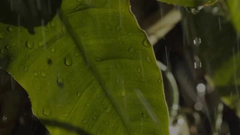 Dramatic storm rain pouring on Amazon jungle plants, close up of water Stock Footage 206009912