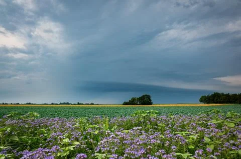 Dramatic Stormy Sky Over Purple Wildflower Field Fotos Stock