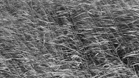 Dramatic strong wind flutters reed stalks on lake 스톡 동영상 139064200