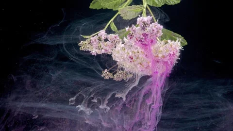 Dramatic studio photograph capturing inverted flower releasing purple ink Vidéo 334336996