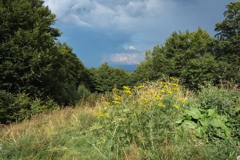 Dramatic summer view of a thunderstorm sky above a beech forest and mountain  Stock Photos