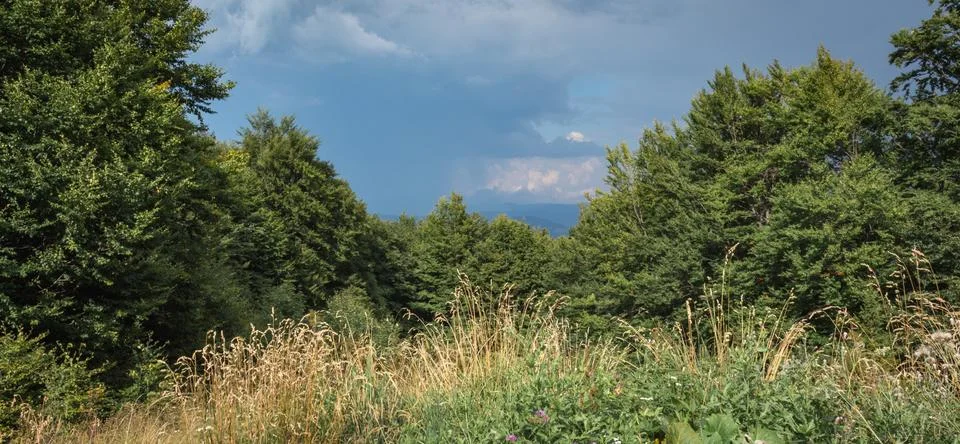Dramatic summer view of a thunderstorm sky above a mountain meadow and beech  Stock Photos