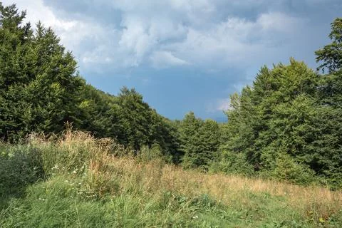 Dramatic summer view of a thunderstorm sky above a mountain meadow and beech  Stock Photos