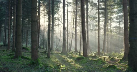 Dramatic sun light rays cutting through a foggy autumn forest trees Stock Footage 326747322