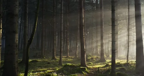 Dramatic sun light rays cutting through a foggy autumn forest trees Stock Footage 326747355