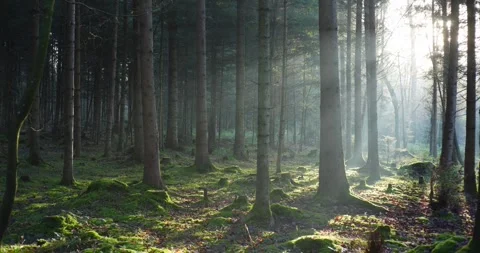 Dramatic sun light rays cutting through a foggy autumn forest scene. Stock Footage 326747415