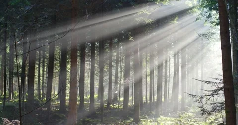 Dramatic sun light rays cutting through a foggy autumn forest scene. Stock Footage 326747431