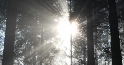 Dramatic sun light rays cutting through a foggy autumn forest scene Stock Footage 326747503