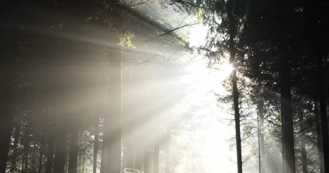 Dramatic sun light rays cutting through a foggy autumn forest scene Stock Footage 326747540