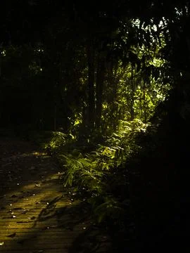 Dramatic Sunbeam Piercing Through Dark Forest Canopy onto Green Ferns and a.. Stock Photos