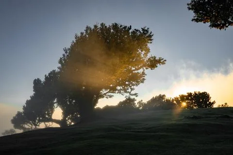 Dramatic sunbeams filter through a silhouetted tree on a foggy hill, evoking  Stock Photos