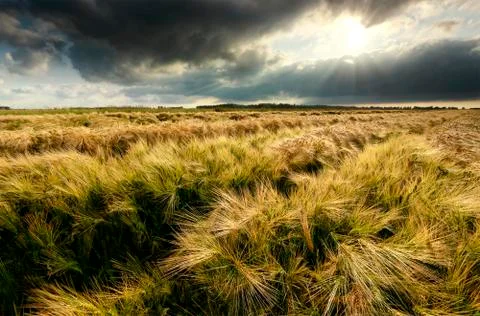 Dramatic sunbeams over wheat field Stock Photos