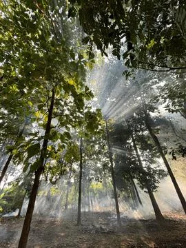Dramatic Sunbeams Piercing Through Forest Canopy with Mist and Smoke Stock Photos