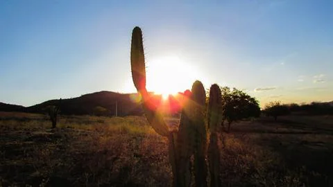 Dramatic sunburst behind a resilient cactus creates a beautiful silhouette .. Stock Photos