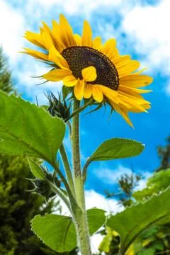 Dramatic Sunflower Stock Photos