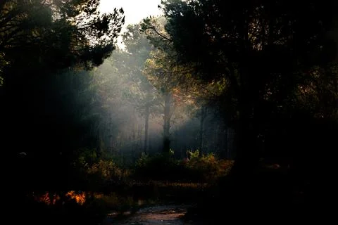 Dramatic sunlight beams through misty pine forest at golden hour 스톡 사진