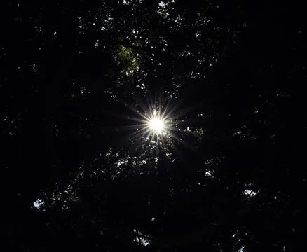 Dramatic Sunlight Filtering Through Dense Tree Canopy Foto stock