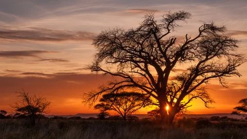 Dramatic sunrise with beautiful old tree. Stock Photos