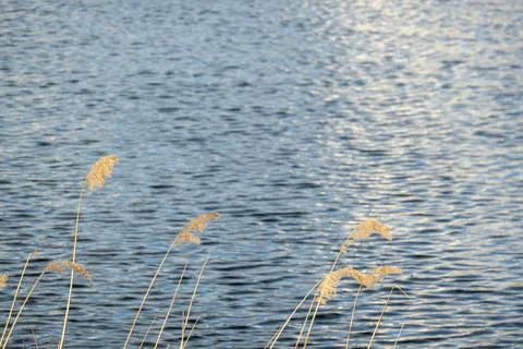 Dramatic sunrise over the calm river in spring with bent grass against sun. D Stock Photos