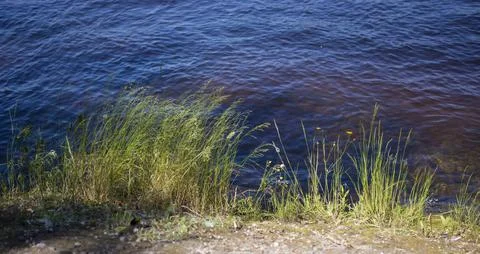 Dramatic sunrise over the calm river in spring with bent grass against sun. D Stock Photos