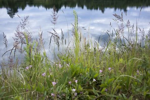 Dramatic sunrise over the calm river in spring with bent grass against sun Stock Photos