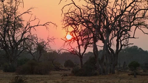 A dramatic sunrise over Kruger Park with the silhouettes of dead trees in the 库存影片 345175231