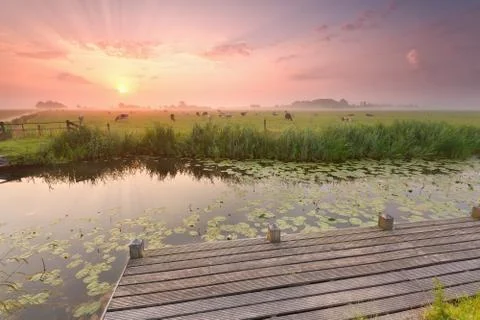 Dramatic sunrise over river with pier and cattle on pasture Stock Photos