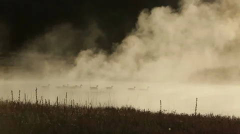 Dramatic sunrise silhouette of ducks on misty lake Video stock 43093344