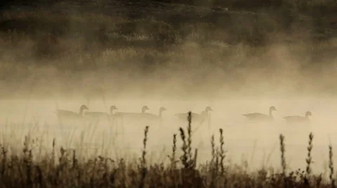 Dramatic sunrise silhouette of ducks on misty lake Видео 43093353