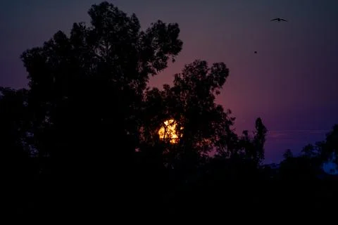 Dramatic Sunset Behind Silhouetted Trees with a Solitary Bird Flying Stock Photos