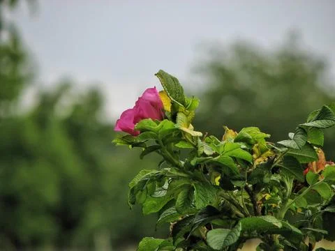 Dramatic Sunset With Blooming Rose. Muted Colors And Tactile Leaves Create .. Stock Photos