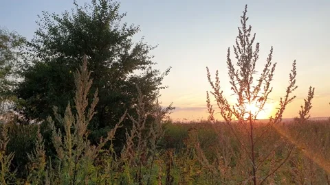 Dramatic Sunset Clouds over Wild Cornflower Meadow Vídeos de archivo 138091684