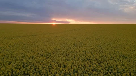 Dramatic Sunset Flying Over Rape Field Vidéo 289670196