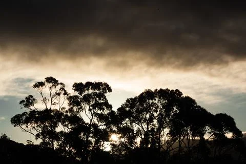 Dramatic sunset with golden light dark clouds and eucalyptus trees 스톡 사진