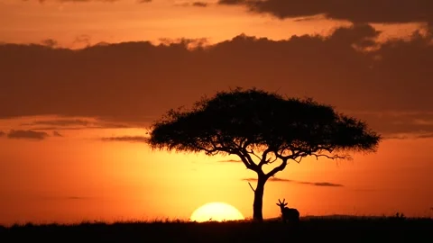 Dramatic Sunset Over the African Savannah with Acacia Tree and Wild Antelope Stock Footage 340550023