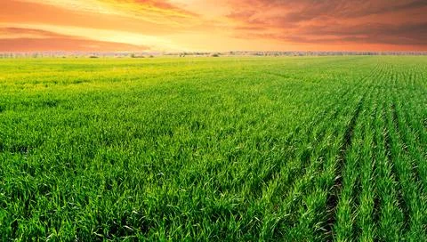 Dramatic sunset over field with green grass Stock Photos
