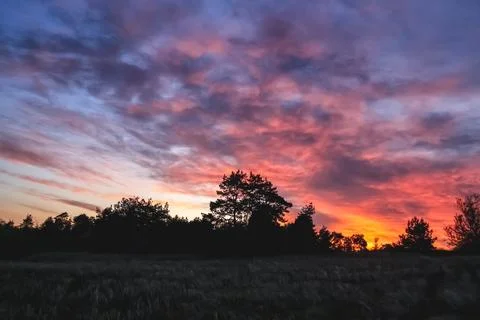 Dramatic sunset over golden field with silhouetted trees. 库存照片