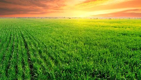 Dramatic sunset over green field Stock Photos