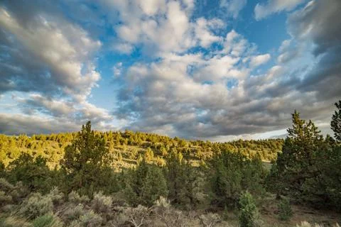 Dramatic sunset over a juniper forest Stock Photos
