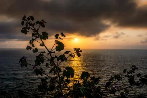 Dramatic sunset over the ocean with silhouetted plant in the foreground Photos