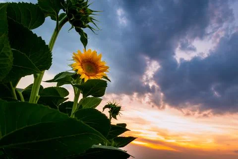Dramatic sunset over a single blooming sunflower in the hungarian countryside Stock Photos