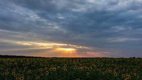 Dramatic sunset over a sunflowers fields Stock Footage